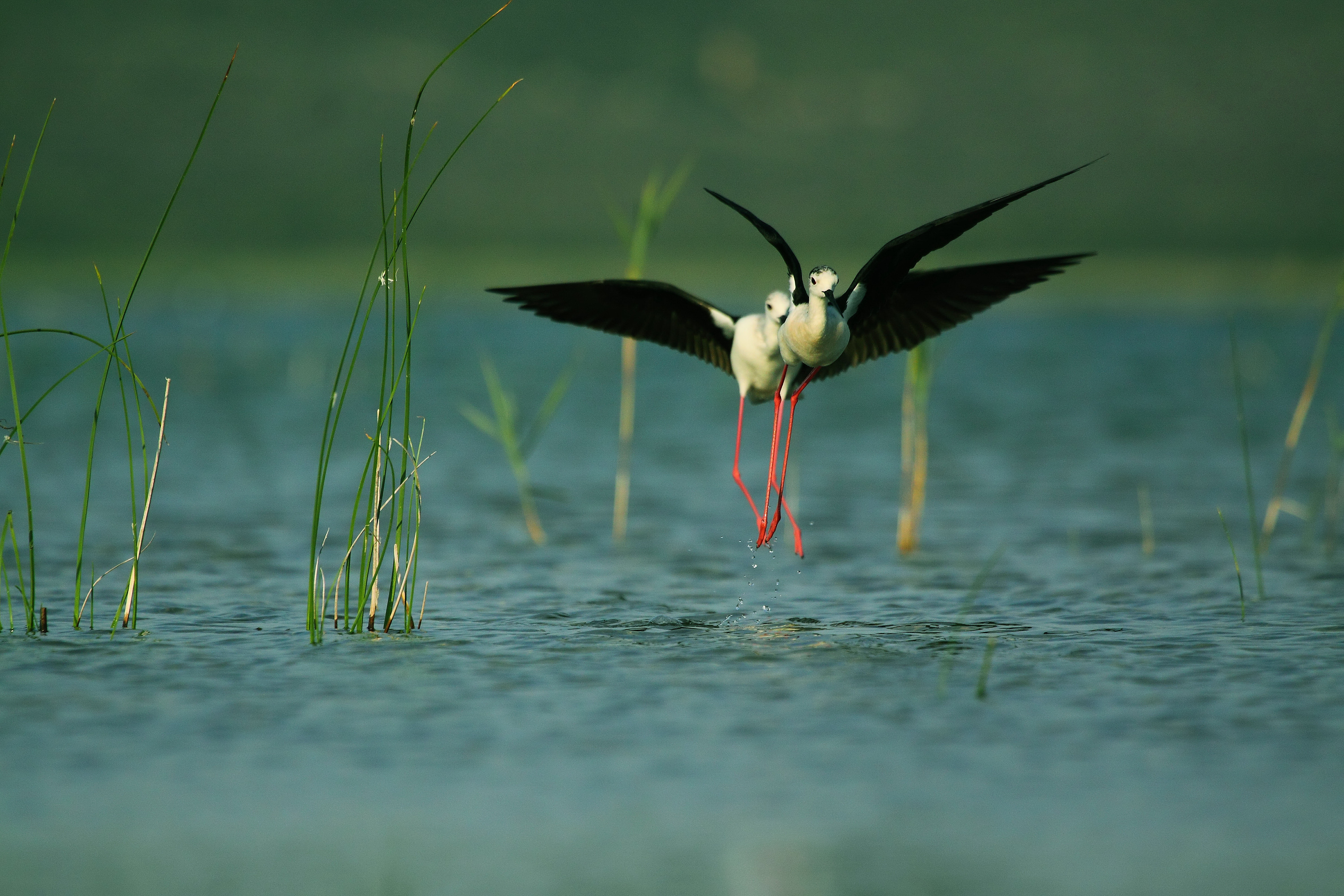 Himantopus himantopus